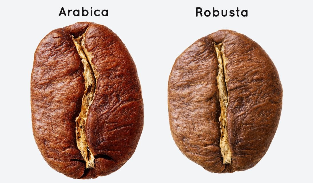 Sự khác biệt giữa cà phê Arabica và cà phê Robusta